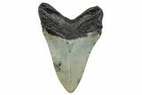 Serrated, Fossil Megalodon Tooth - North Carolina #272854-1